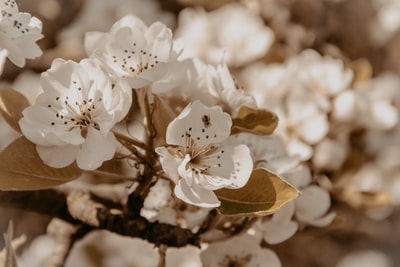 棕色树枝上的白花